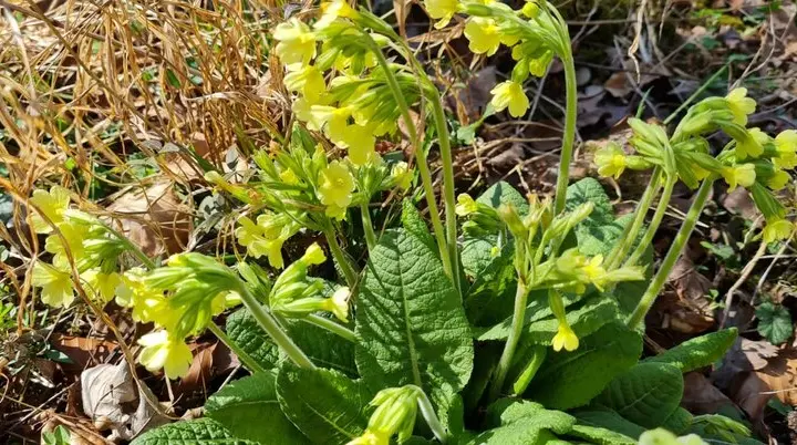 Märzwanderung / Frauenwandergruppe / DAV Heilbronn | © DAV Heilbronn